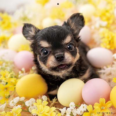 PICTWANカレンダー 2月