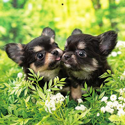 PICTWANカレンダー 3月