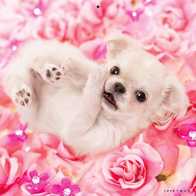 PICTWANカレンダー 4月