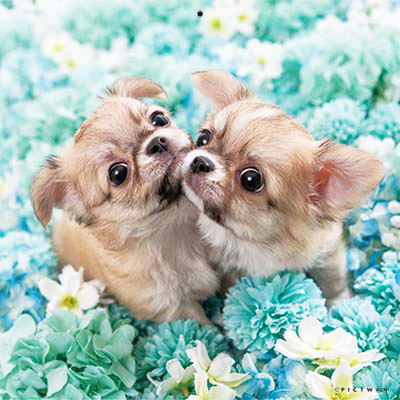 PICTWANカレンダー 5月