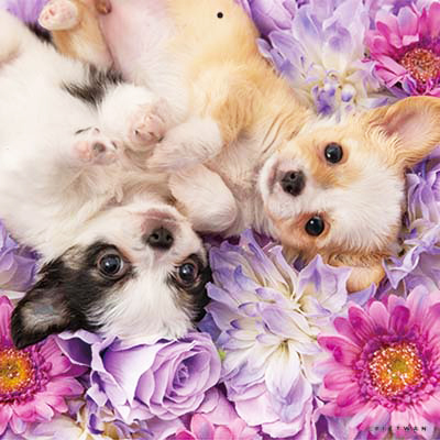 PICTWANカレンダー 6月