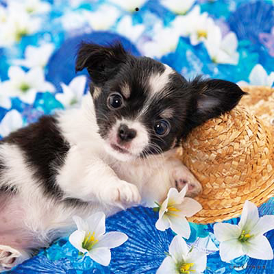 PICTWANカレンダー 7月