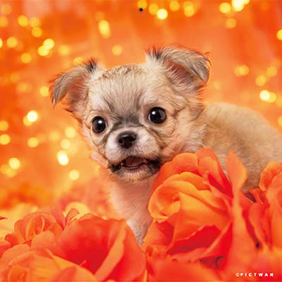 PICTWANカレンダー 8月