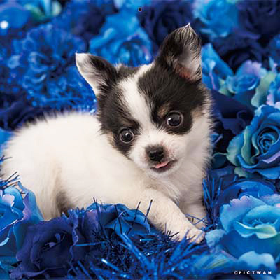 PICTWANカレンダー 9月