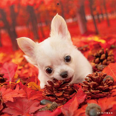 PICTWANカレンダー 10月