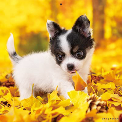 PICTWANカレンダー 11月