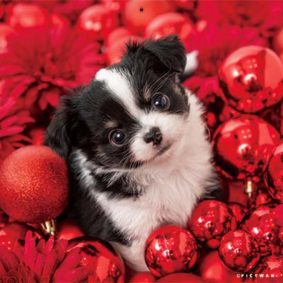 PICTWANカレンダー 12月