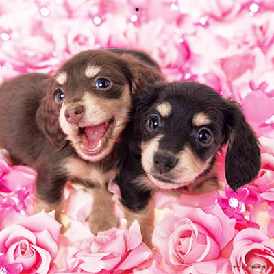 PICTWANカレンダー 1月