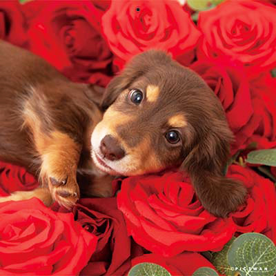 PICTWANカレンダー 2月