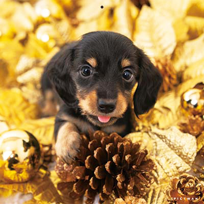 PICTWANカレンダー 3月