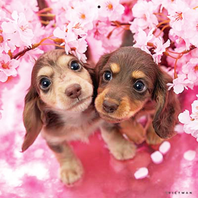 PICTWANカレンダー 4月