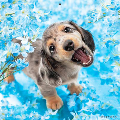 PICTWANカレンダー 5月