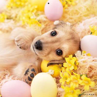 PICTWANカレンダー 6月