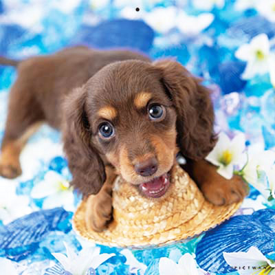 PICTWANカレンダー 7月