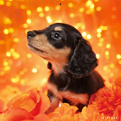 PICTWANカレンダー 8月