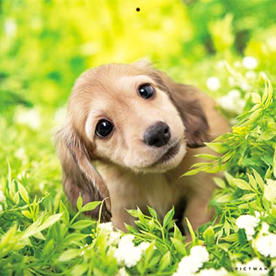 PICTWANカレンダー 9月