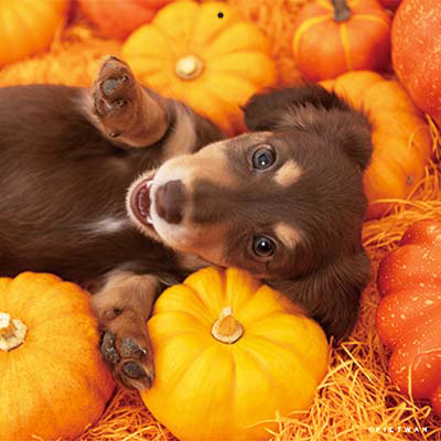 PICTWANカレンダー 10月