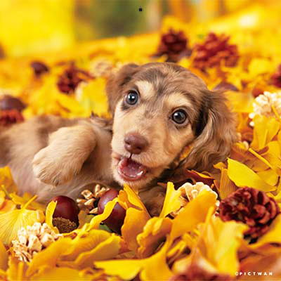 PICTWANカレンダー 11月