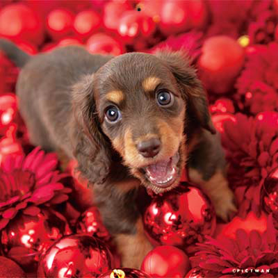 PICTWANカレンダー 12月