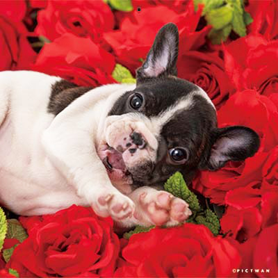 PICTWANカレンダー 1月