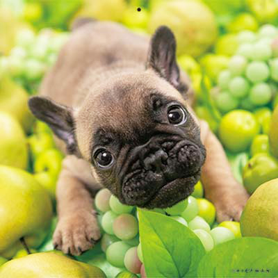 PICTWANカレンダー 2月