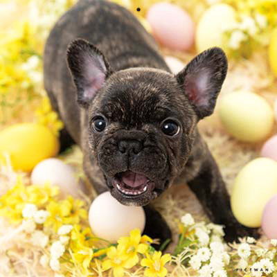 PICTWANカレンダー 3月