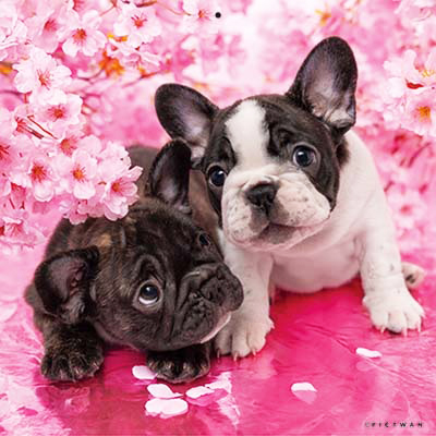 PICTWANカレンダー 4月