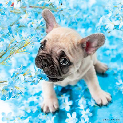 PICTWANカレンダー 5月