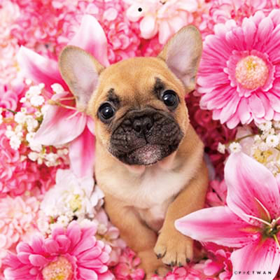 PICTWANカレンダー 6月