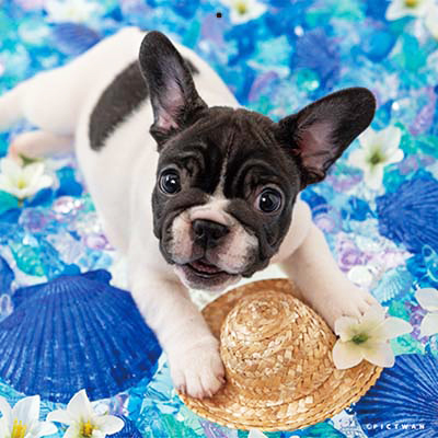 PICTWANカレンダー 7月