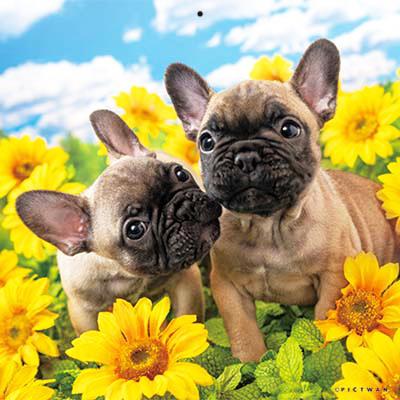 PICTWANカレンダー 8月