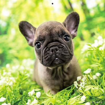 PICTWANカレンダー 9月