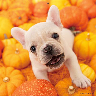 PICTWANカレンダー 10月