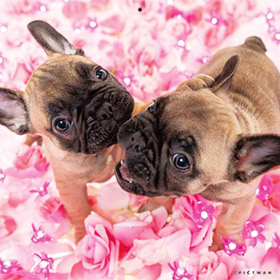 PICTWANカレンダー 11月