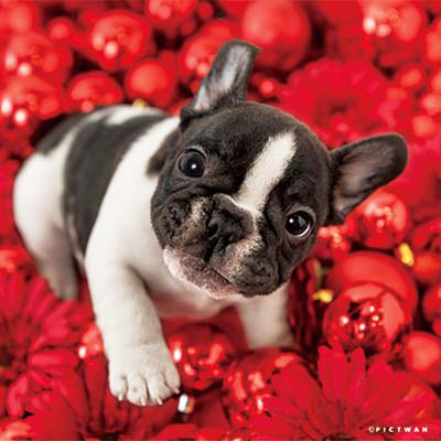 PICTWANカレンダー 12月