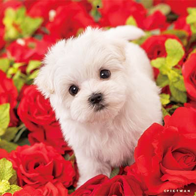 PICTWANカレンダー 1月