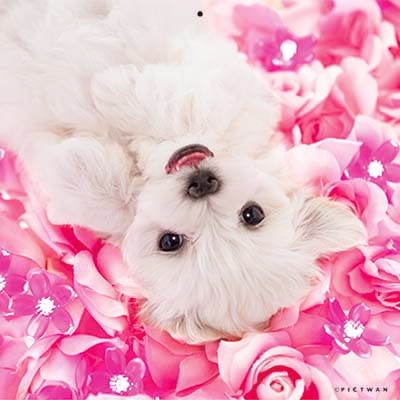 PICTWANカレンダー 2月