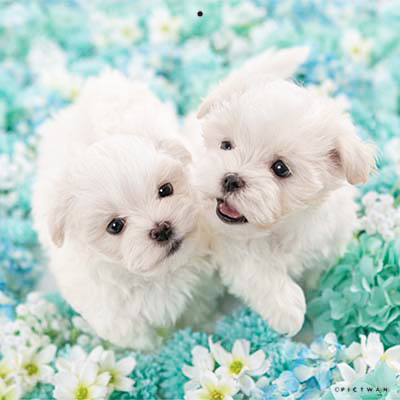 PICTWANカレンダー 3月