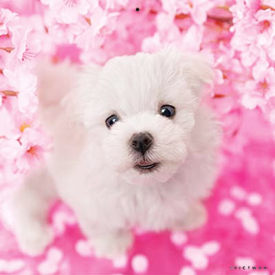 PICTWANカレンダー 4月