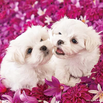 PICTWANカレンダー 5月