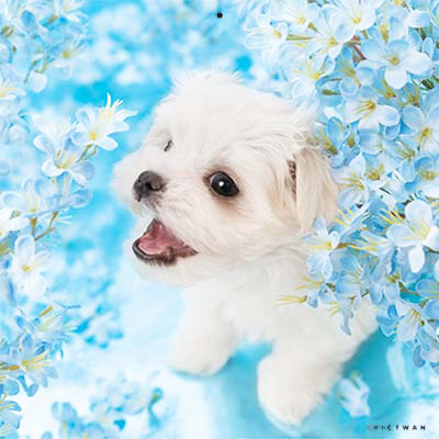 PICTWANカレンダー 6月