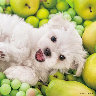 PICTWANカレンダー 7月