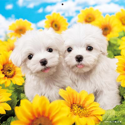 PICTWANカレンダー 8月