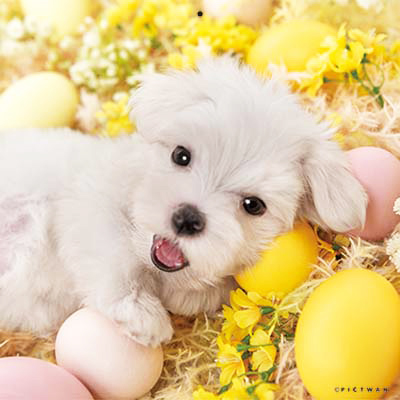 PICTWANカレンダー 9月