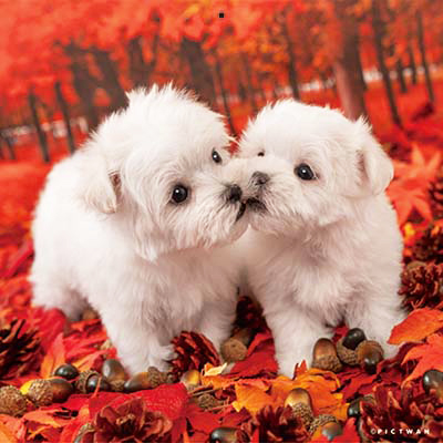 PICTWANカレンダー 10月