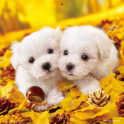 PICTWANカレンダー 11月