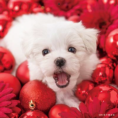 PICTWANカレンダー 12月