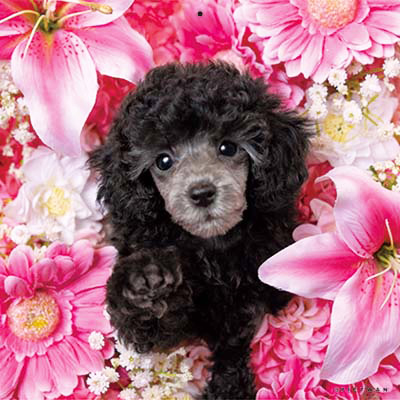 PICTWANカレンダー 1月