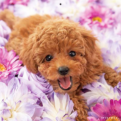 PICTWANカレンダー 2月