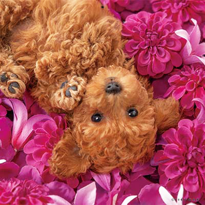 PICTWANカレンダー 3月